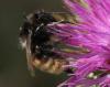 Bombus pomorum